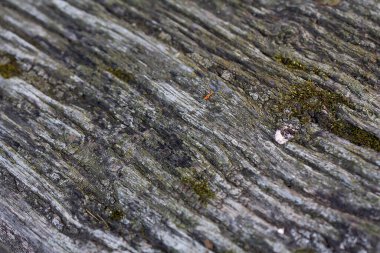 Lilac flower seeds background