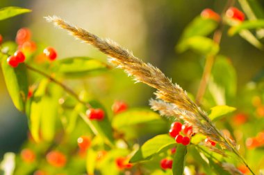 Ripe grass on a background of red berries