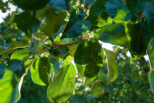 A green apple in a leaf on a branch of an apple tree