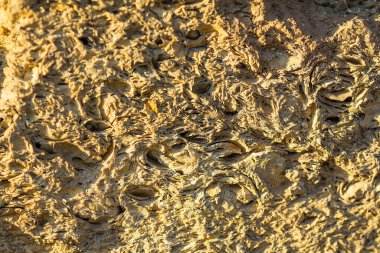 Brick with snails in summer day background