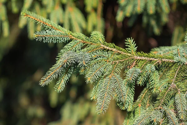 Branches Christmas Tree Rays Sun Background — Stockfoto