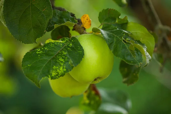 Bir elma ağacının bir şube üzerinde yeşil elma