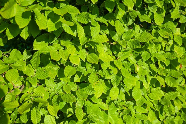緑の葉の夏の背景 — ストック写真