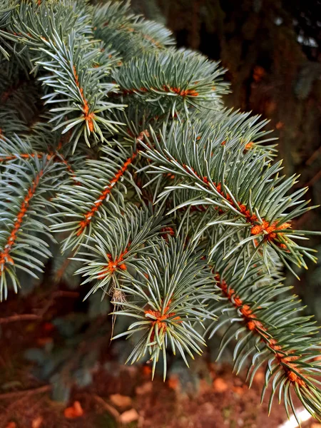 Green Christmas Tree Branch Winter — Stock Photo, Image