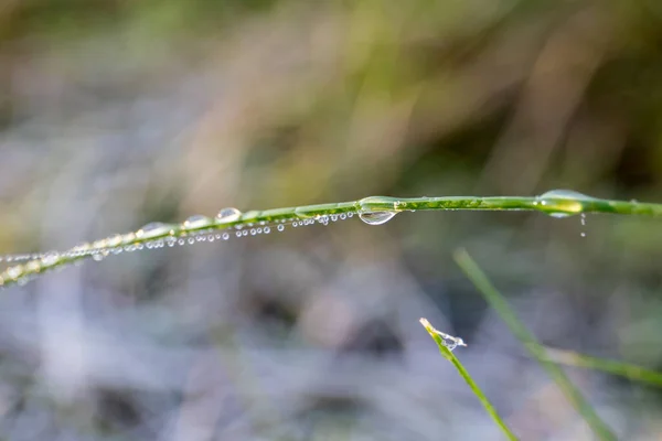 Rugiada sull'erba verde. Gocce d'acqua, freschezza del mattino e tempo — Foto Stock