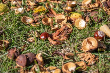 Kestaneler yeşil çimlerde. Güneşli ve güzel bir sonbahar günü