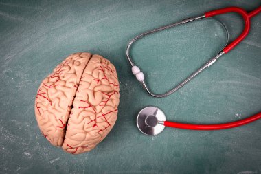 Plastik beyin modeli ve doktorlar steteskop. Sahte haber konsepti