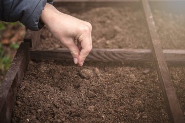 Tohumlar bir çocuğun elinde toprağın üstünde, bahçıvanlık mevsimi