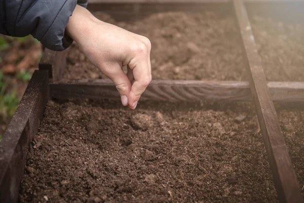 Tohumlar bir çocuğun elinde toprağın üstünde, bahçıvanlık mevsimi