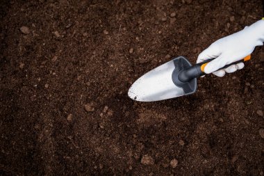 Diging the soil with a garden shovel to prepare for planting and seeding