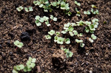 Topraktan çıkan roka filizi. Bahçecilik ve sağlıklı yiyecekler yetiştirme