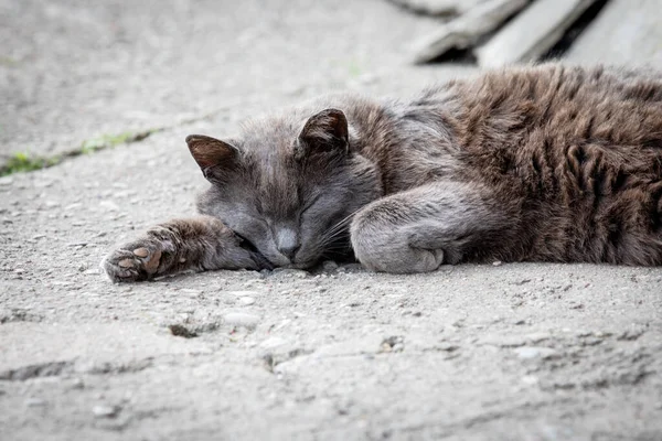 Gray cat sleeping on the asphalt, lazy rest, street cats.