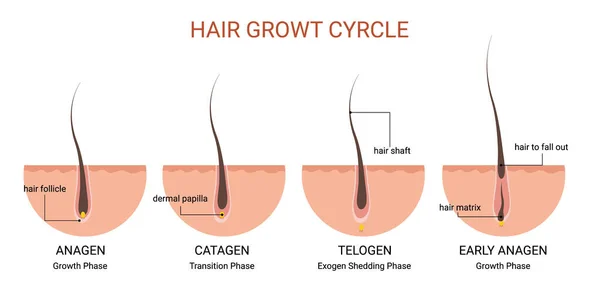 Vzdělávací Plakát Lékařským Cyklem Růstu Vlasů — Stockový vektor