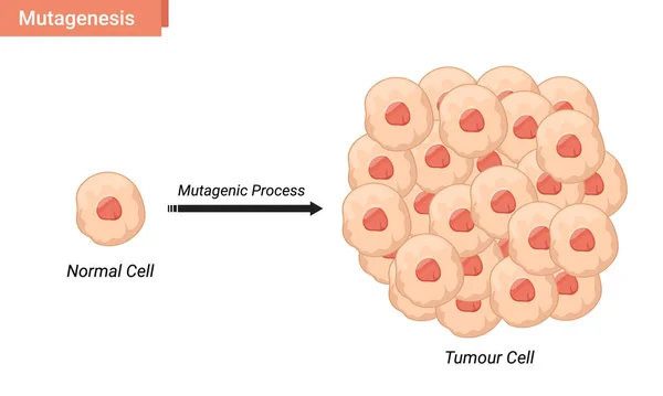 Mutagenesis Cell Vector Illustration Tumor Cell Proliferation —  Vetores de Stock