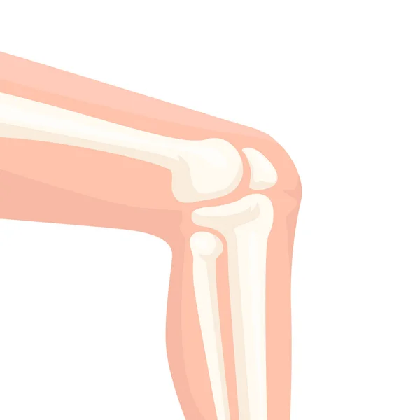 Human Knee Joint Side View Illustration — 图库矢量图片