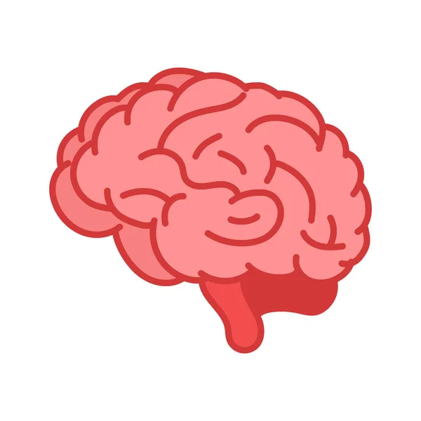Human Brain Internal Organ Anatomy Illustration — Image vectorielle