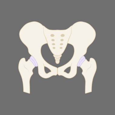 Illustration of the human pelvis bone