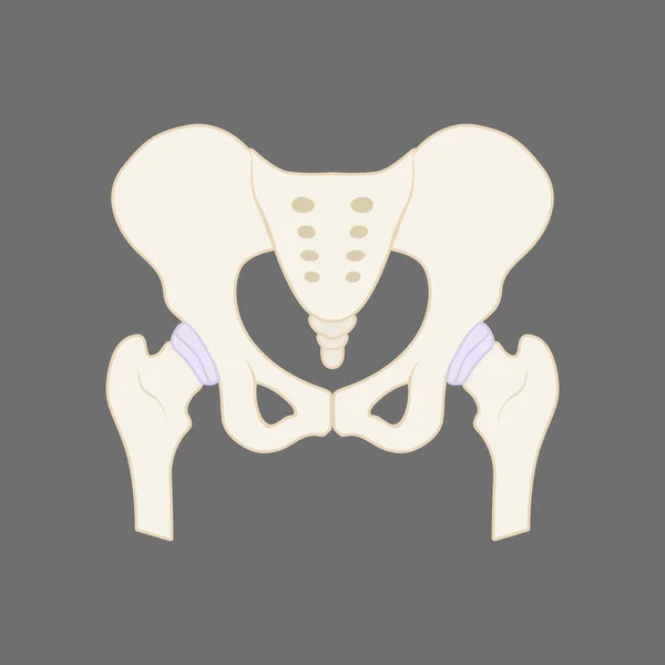 Illustration Human Pelvis Bone — Stok Vektör