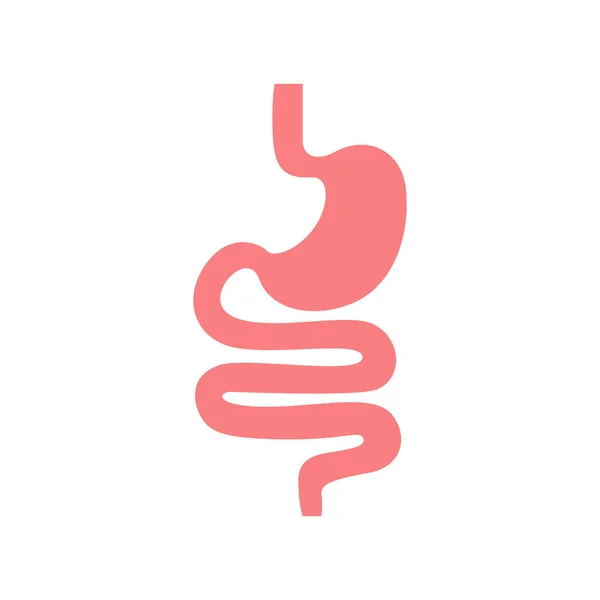 Gastrointestinal tract. Intestines, guts, stomach. Digestive tract