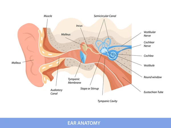 Human Ear Structure Anatomical Diagram — Vector de stock