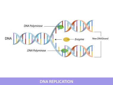 DNA replication. Education info graphic