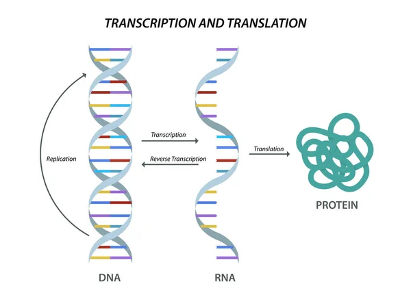 Scientific Biological Model Dna Rna Transcription Translation — Stock Vector