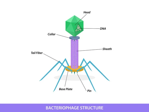 Structure Typical Bacteriophage Virus — Stockvector