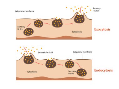 Endoksitozis, exocytosis. Hücre proteinleri hücreye taşır.