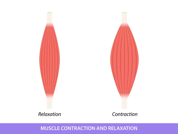 Ilustração Contração Relaxamento Muscular —  Vetores de Stock