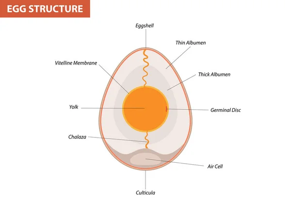 Anatomía Del Embrión Huevo Sección Pájaro Estructura Huevo Pollo — Vector de stock
