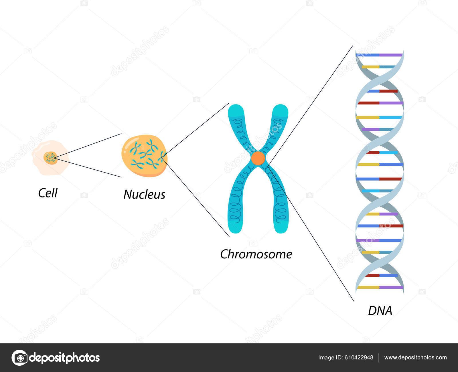 Structure Cell Chromosome Dna Molecular Biology Stock Vector Image by ...