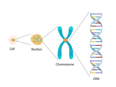 Hücre yapısı, kromozom ve DNA. Moleküler biyoloji