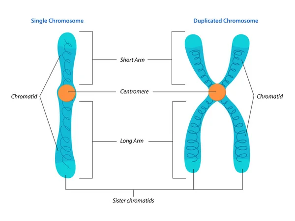 Illustration Singel Och Duplicerad Kromosomstruktur — Stock vektor
