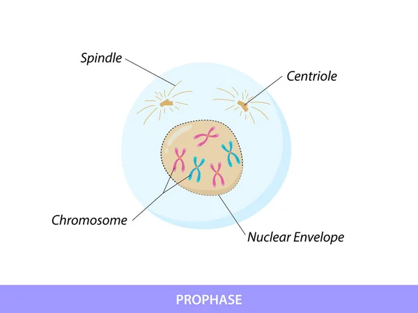 Profase Prima Fase Della Mitosi — Vettoriale Stock