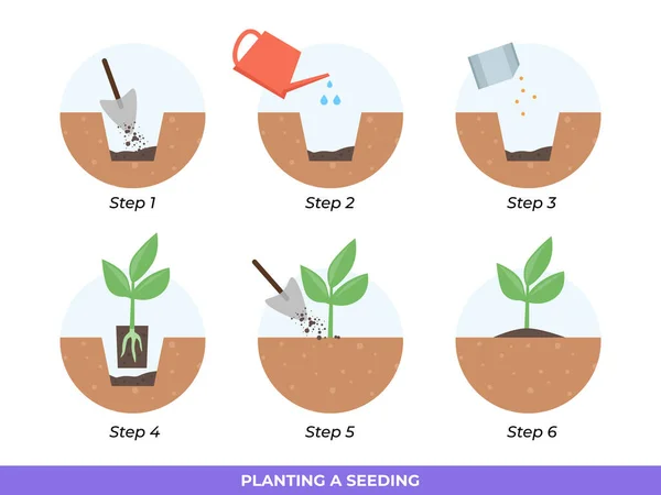 苗の植え替えの手順イラスト — ストックベクタ