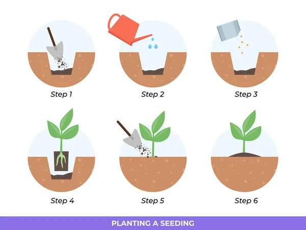 Stappen Transplanting Zaailingen Illustratie — Stockvector