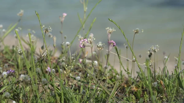 Wildflowers Gallipoli View Pink —  Fotos de Stock