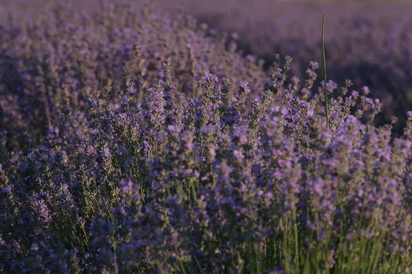Most Beatiful Lavender Field — Stock Photo, Image