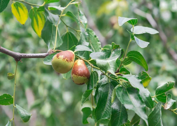 Ziziphus jujube fruits ripening on tree at home garden in Arlington, Texas, America. Commonly called jujube red date, Chinese date or Chinese jujube