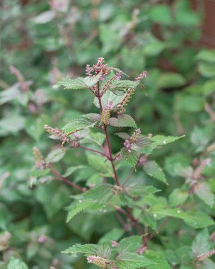 Yakın plan mor Vietnamlı Shiso çiçeği Dallas, Teksas, Amerika 'daki arka bahçedeki ağaç dalında çiçek açıyor. Blossom Biftek Bitkisi Perilla Çiçekler yeşil ve mor yapraklı