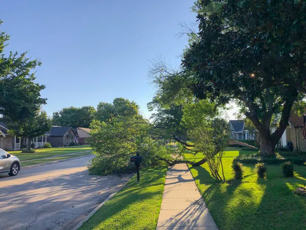 Árbol Roble Caído Con Rama Rota Patio Delantero Casa Residencial — Foto de Stock