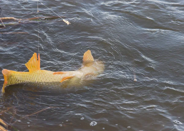 甘いトウモロコシの餌でフックに大きな一般的な鯉の位置を下に サークルフックとモノラインタックル アメリカ合衆国テキサス州のヨーロッパの鯉 シプリヌス カルピオ 淡水魚 — ストック写真