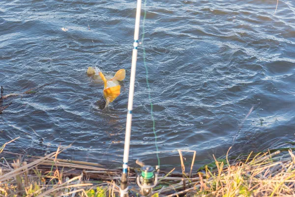 浅色的Dof钓竿和大的普通鲤鱼与甜玉米饵钩 欧洲鲤鱼 Cyprinus Carpio 在单线和圆形钩高低矮钻机钩上的岸上捕捞 — 图库照片