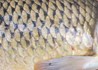 Kapalı çerçeve arka plan görünümünde sazan balığı pulları ve göğüs yüzgeci. Büyük bir Avrupa sazan balığı olan Cyprinus carpio 'nun balık pulları ve yüzgeçleri. .