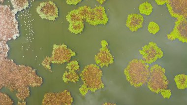 Hava manzaralı ördekler, kaz ve kazlar Dallas, Teksas 'ta yoğun kirlenmiş göl üzerinde nilüfer yaprağı battaniyesiyle yüzüyorlar. Sualtı bitkileri, siyanobakteriler ve su yüzeyinde yosun biriktirirler.