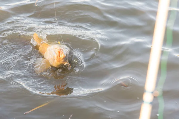 Shallow Dof Fishing Pole Large Common Carp Hook Sweet Corn — Stock Photo, Image