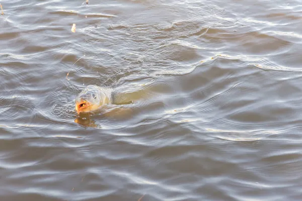 Carpa Común Grande Cerca Gancho Con Cebos Maíz Dulce Boca —  Fotos de Stock