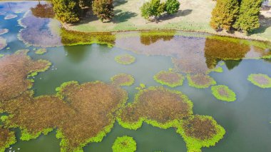 Dallas, Teksas 'ta yoğun kirlenmiş bir göl üzerinde çimenli çimler, ağaçlar ve nilüfer yaprağı battaniyesi olan yerel bir park. Sualtı bitkileri, siyanobakteriler ve su yüzeyinde yosun biriktirirler.