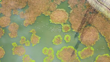 Hava manzaralı nilüfer yaprağı ve alg battaniyesi Dallas, Teksas, ABD yakınlarındaki yoğun kirlenmiş göl ve iletişim kulesi gölgeleri üzerinde. Sualtı bitkileri, siyanobakteriler ve su yüzeyinde yosun biriktirirler.