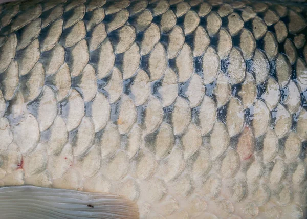 Toned photo of close-up common carp scales and pectoral fin in full frame background view. Fish scales pattern and fins on large European carp Cyprinus carpio .